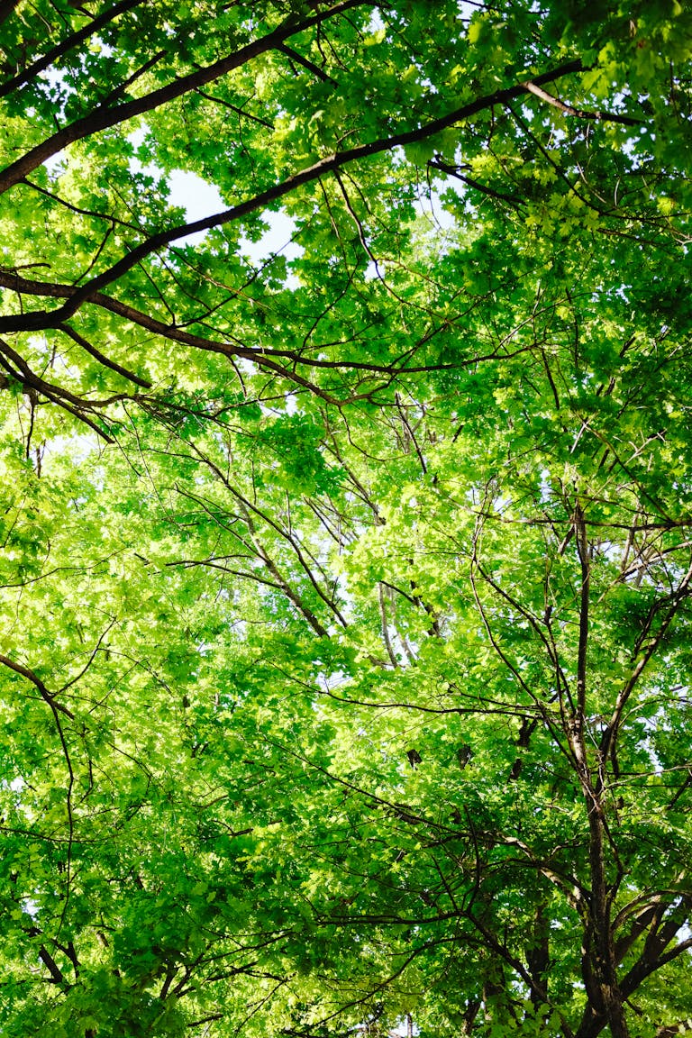 Bright green leaves and tree branches create a lush canopy, captured in a vertical low-angle shot