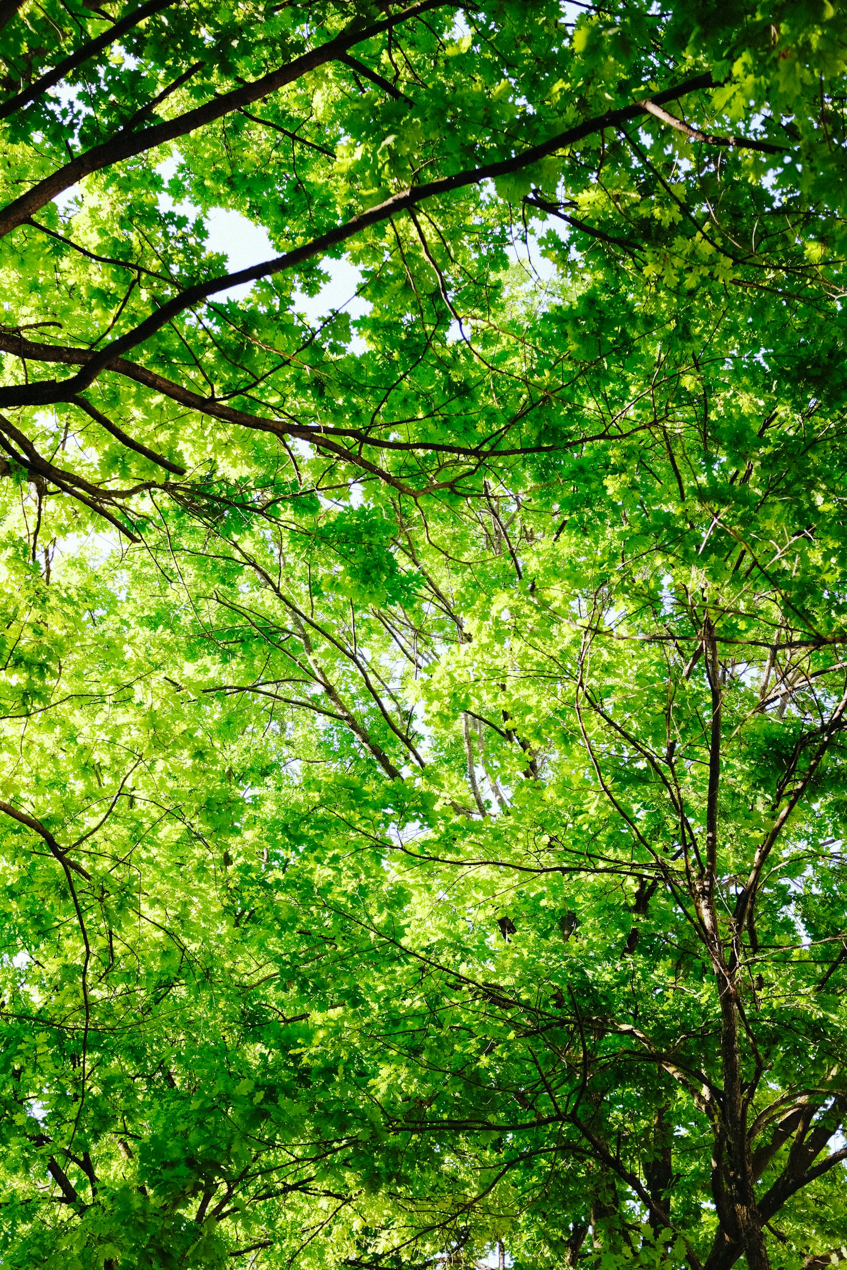 Bright green leaves and tree branches create a lush canopy, captured in a vertical low-angle shot